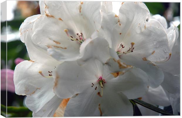 White Rhododendron Canvas Print by JEAN FITZHUGH