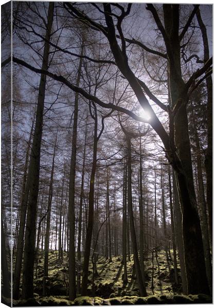 Forest Light. Canvas Print by Peter Carroll