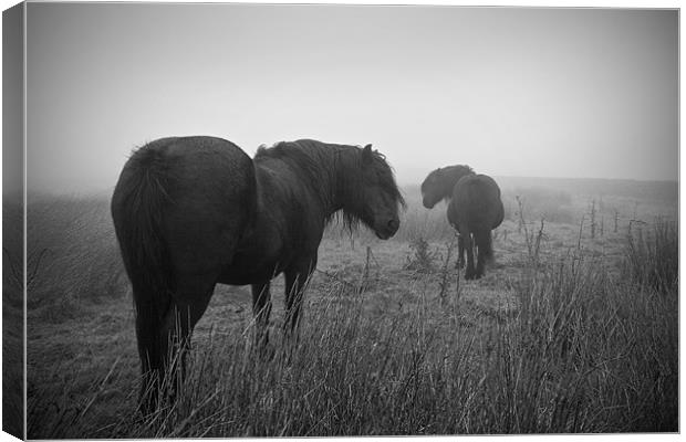 Two Horses Black and White Canvas Print by Peter Carroll