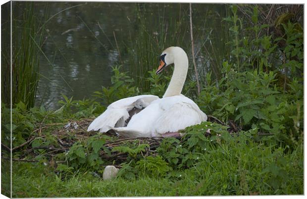 tucked in with mum Canvas Print by mark page