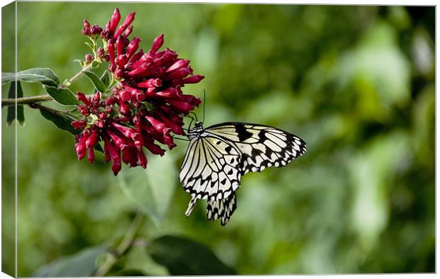 swallow tail Canvas Print by mark page