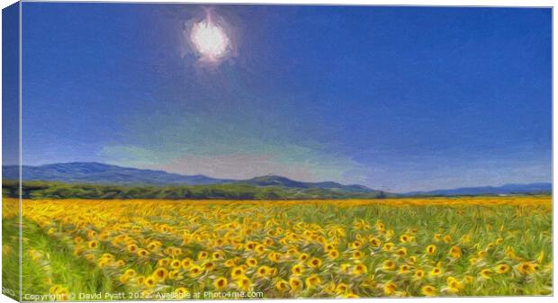 Sunflower Dreaming Art Canvas Print by David Pyatt