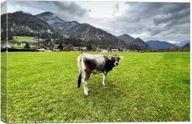 Tyrolean Cow Austria Canvas Print by David Pyatt