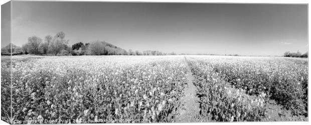 Somerset Fields Panorama Infrared Canvas Print by David Pyatt