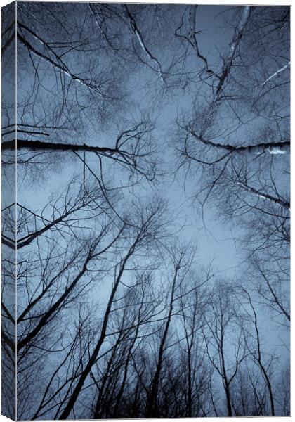 Epping  Forest trees Canvas Print by David Pyatt