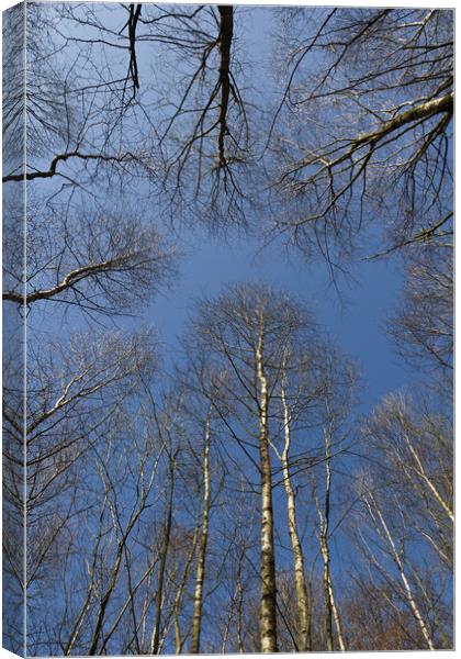 Epping  Forest trees Canvas Print by David Pyatt