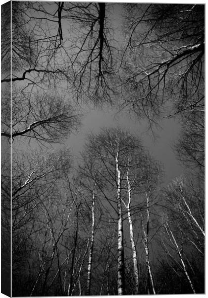 Epping  Forest trees Canvas Print by David Pyatt