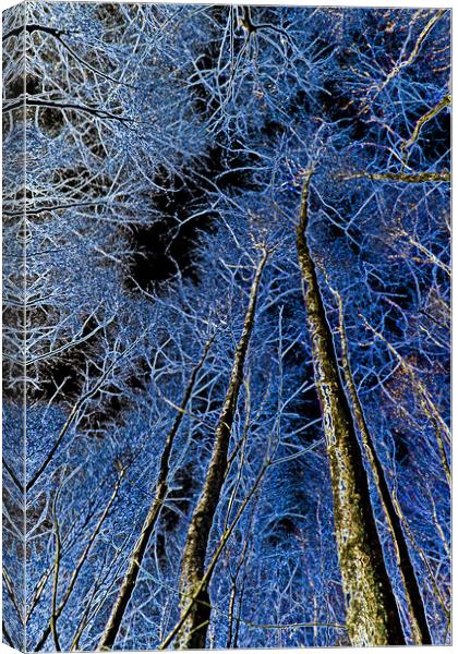 Forest art Canvas Print by David Pyatt