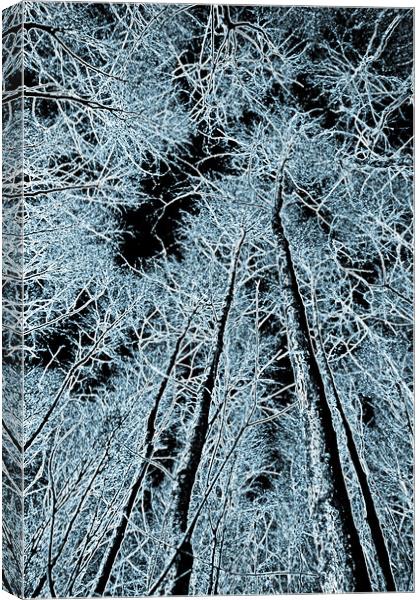 Forest art Canvas Print by David Pyatt