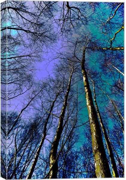 Epping Forest Trees Canvas Print by David Pyatt
