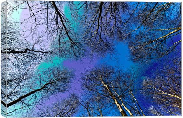 Trees and sky Canvas Print by David Pyatt
