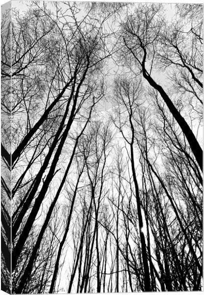 Forest Trees Canvas Print by David Pyatt