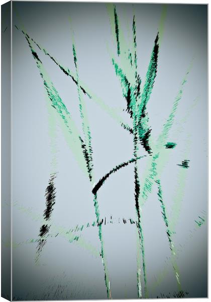 Water Reed Digital art Canvas Print by David Pyatt