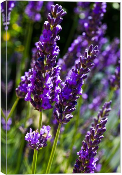 Lavender in Summer time Canvas Print by David Pyatt