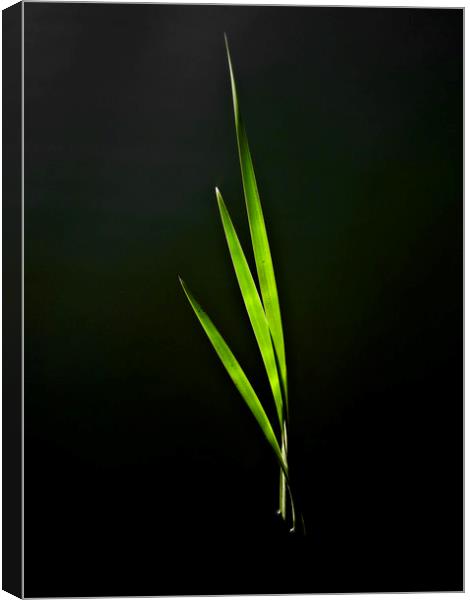 Water Reed Abstract Canvas Print by David Pyatt