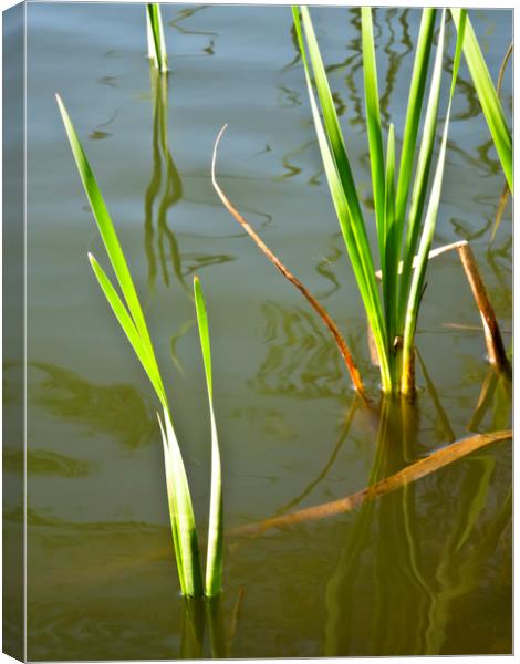 Water Reeds Canvas Print by David Pyatt