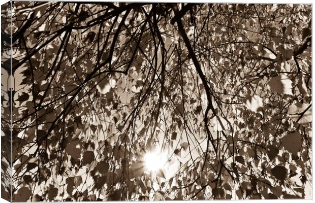 Early Autumn sepia Canvas Print by David Pyatt