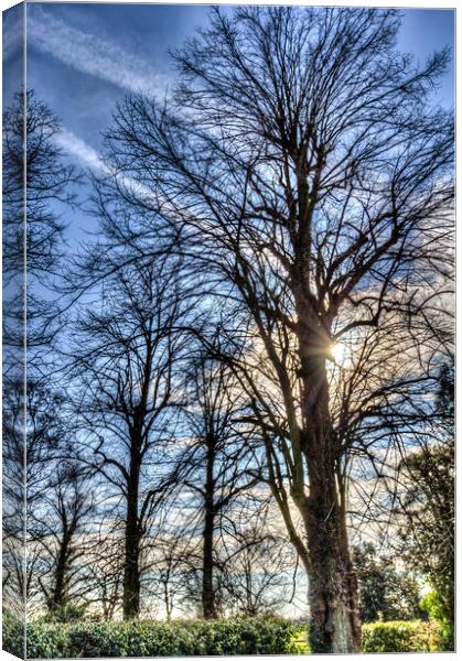 Peaceful Tree Canvas Print by David Pyatt