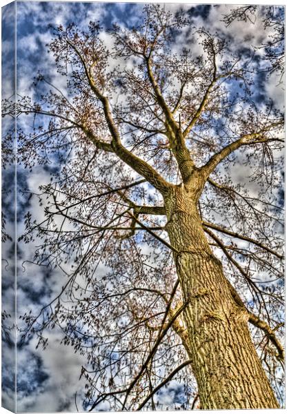 Peaceful Tree Canvas Print by David Pyatt