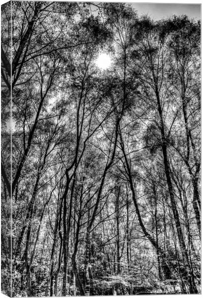Monochrome Forest Canvas Print by David Pyatt