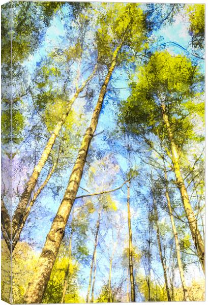 A Quiet Forest Canvas Print by David Pyatt