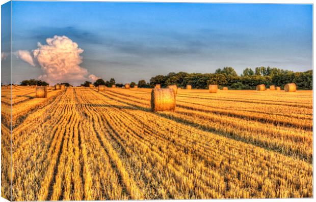 Summer Evening Farm Canvas Print by David Pyatt