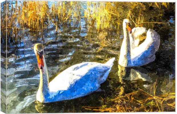 Swan Art Canvas Print by David Pyatt