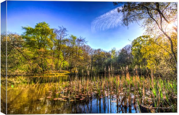 The Bulrush Pond Canvas Print by David Pyatt