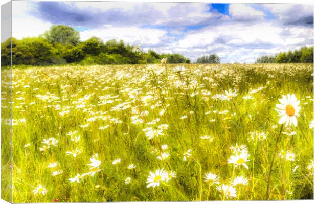 The Daisy Field Art Canvas Print by David Pyatt