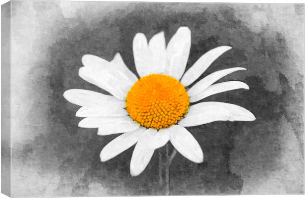 Chamomile Oil Canvas Print by David Pyatt