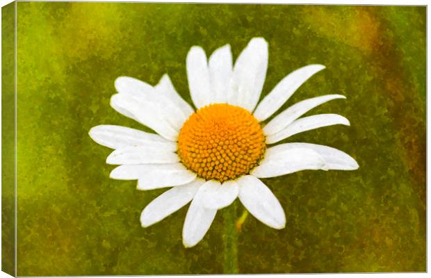 Chamomile Watercolor Canvas Print by David Pyatt