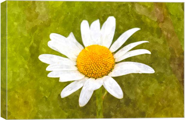 Chamomile Watercolor Canvas Print by David Pyatt