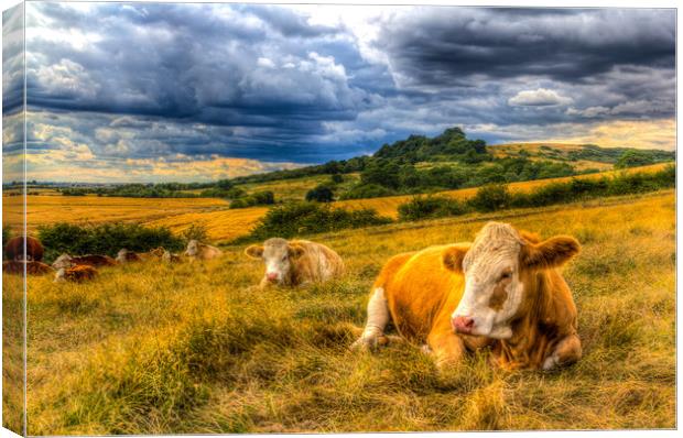 Resting Cows Canvas Print by David Pyatt
