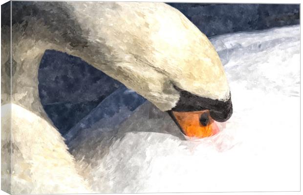 The Proud Swan Art Canvas Print by David Pyatt