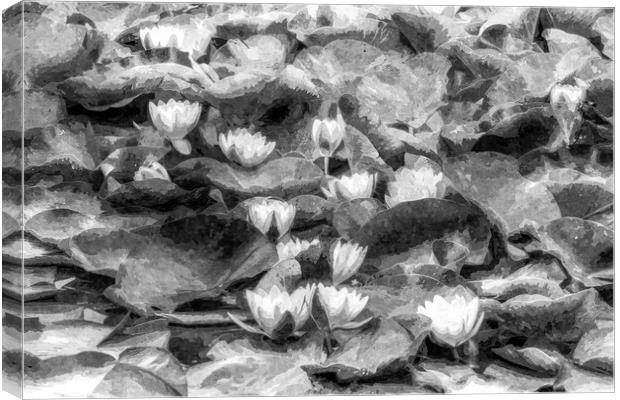 Water Lily Art Canvas Print by David Pyatt