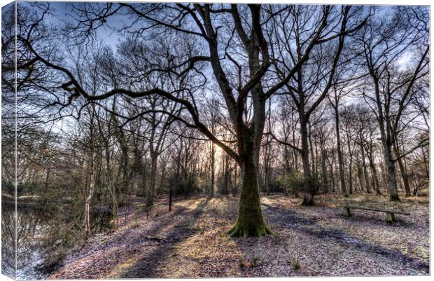 Early Morning Forest Canvas Print by David Pyatt