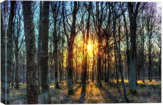 Early Morning Forest Canvas Print by David Pyatt