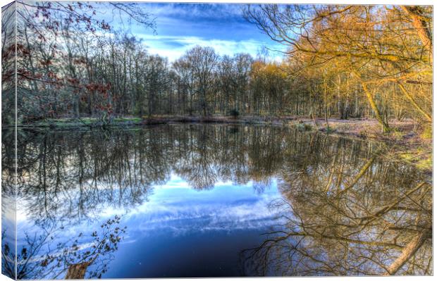 Early morning Forest Pond Canvas Print by David Pyatt