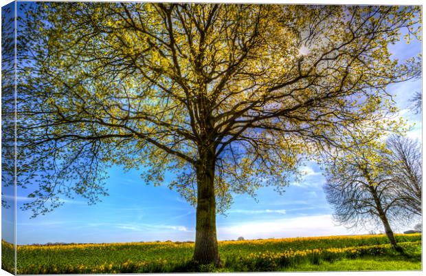 The Summer Farm Tree Canvas Print by David Pyatt