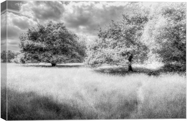 The Peaceful Meadow Canvas Print by David Pyatt