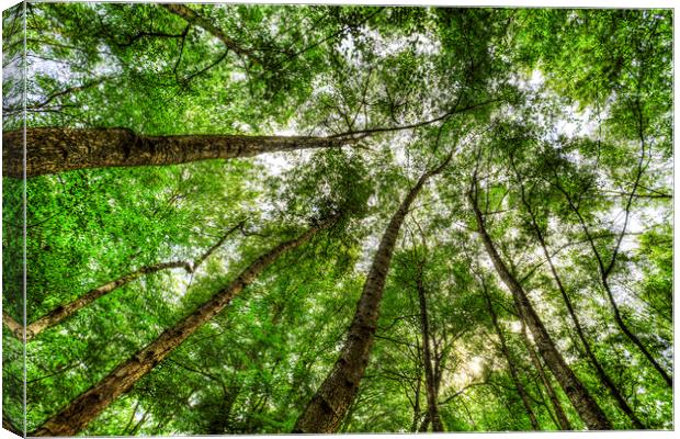 Nature Reaching For The Sky Canvas Print by David Pyatt