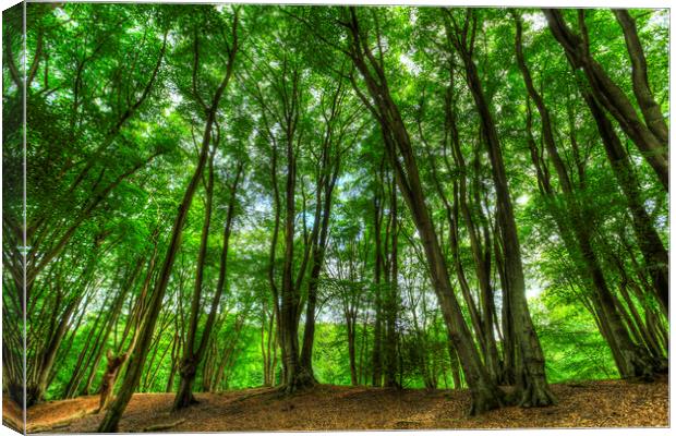 The Ancient Forest Canvas Print by David Pyatt