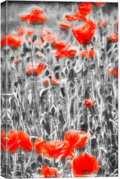 Poppys In Monochrome Canvas Print by David Pyatt