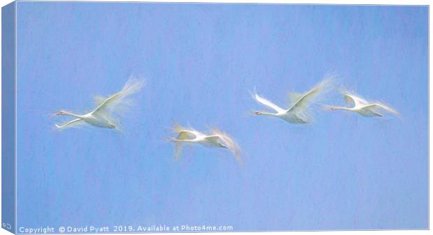 Swan Art Panorama  Canvas Print by David Pyatt