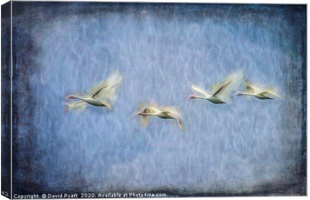 Migrating Swans Art Canvas Print by David Pyatt