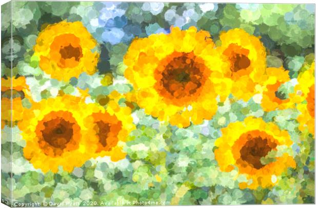 Sunflower Dreaming Art Canvas Print by David Pyatt