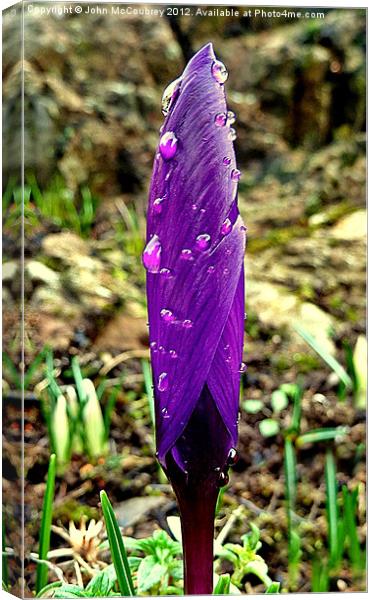 Raindrops on Crocus Canvas Print by John McCoubrey