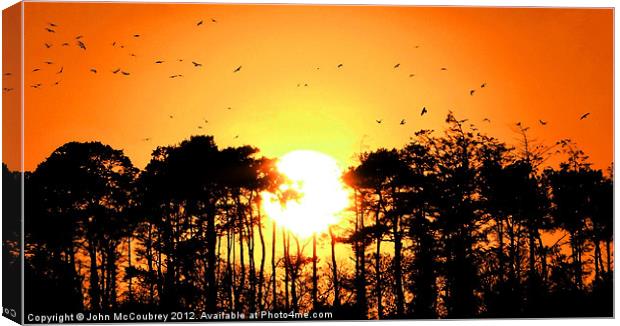 Home to Roost Canvas Print by John McCoubrey
