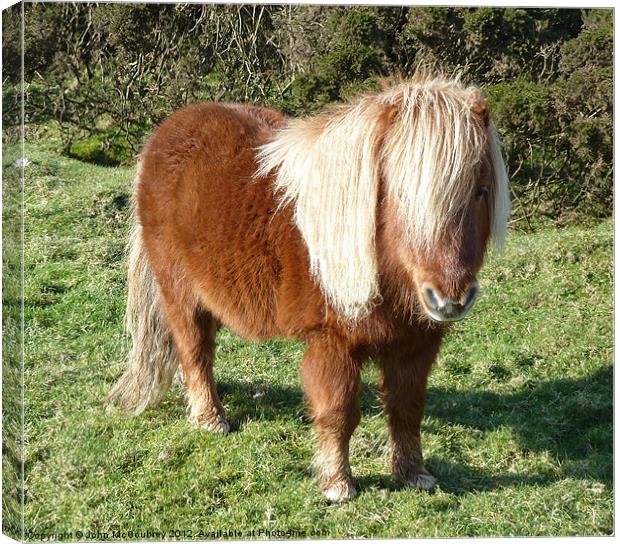 Cute Shetland Pony Canvas Print by John McCoubrey