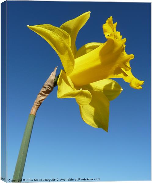 Yellow Trumpet Daffodil Canvas Print by John McCoubrey